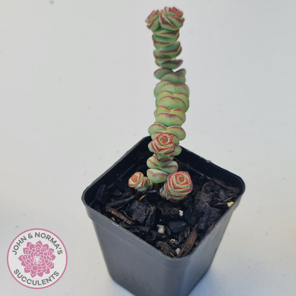 Crassula Baby's Necklace