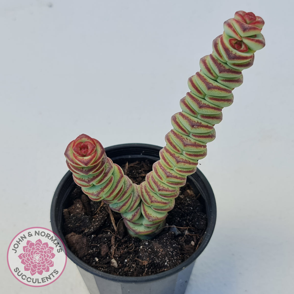Crassula Baby's Necklace