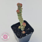 Crassula Baby's Necklace