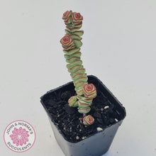 Load image into Gallery viewer, Crassula Baby&#39;s Necklace
