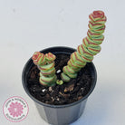 Crassula Baby's Necklace