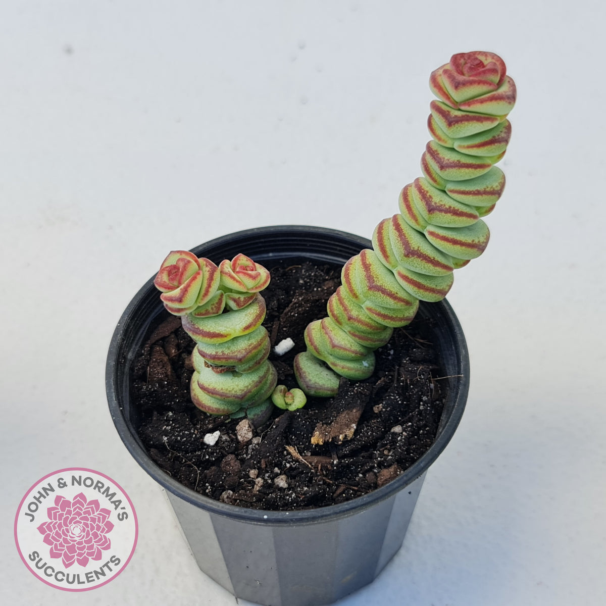 Crassula Baby's Necklace