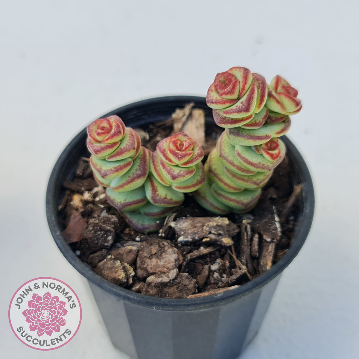 Crassula Baby's Necklace