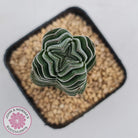 Crassula Buddha's Temple
