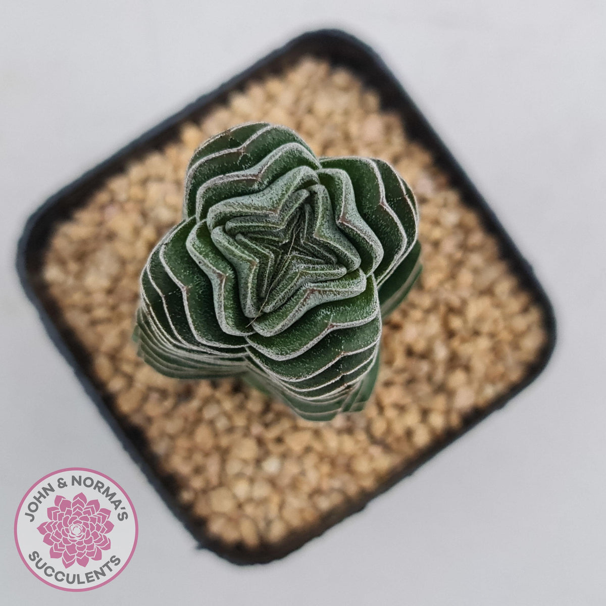 Crassula Buddha's Temple