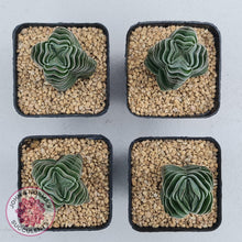 Load image into Gallery viewer, Crassula Buddha&#39;s Temple - John &amp; Norma&#39;s Succulents
