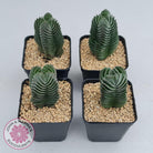Crassula Buddha's Temple
