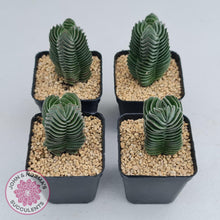 Load image into Gallery viewer, Crassula Buddha&#39;s Temple - John &amp; Norma&#39;s Succulents
