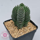 Crassula Buddha's Temple