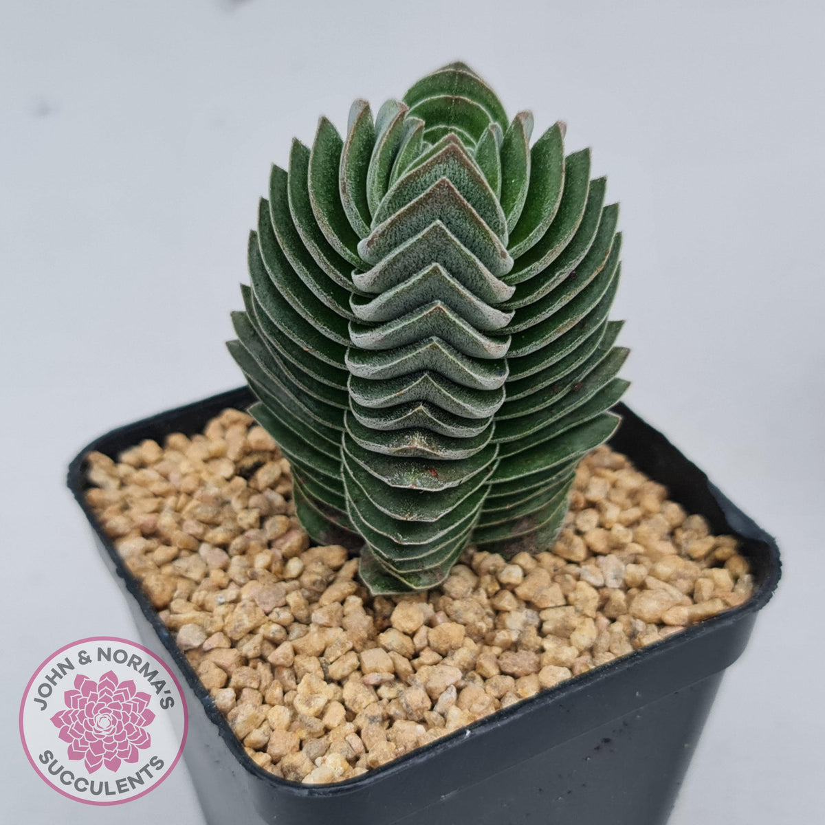 Crassula Buddha's Temple