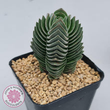 Load image into Gallery viewer, Crassula Buddha&#39;s Temple - John &amp; Norma&#39;s Succulents
