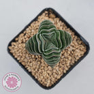 Crassula Buddha's Temple