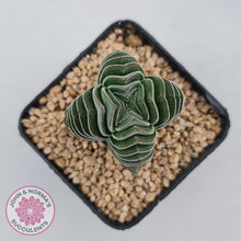 Load image into Gallery viewer, Crassula Buddha&#39;s Temple - John &amp; Norma&#39;s Succulents
