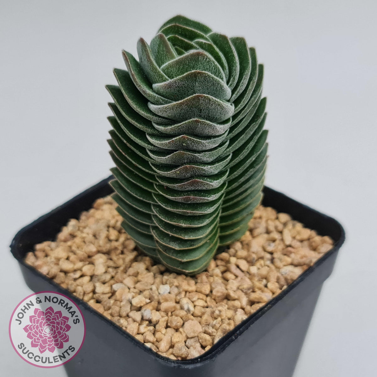 Crassula Buddha's Temple