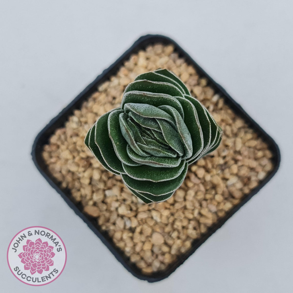 Crassula Buddha's Temple