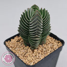 Crassula Buddha's Temple