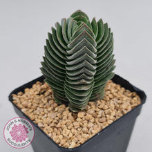 Load image into Gallery viewer, Crassula Buddha&#39;s Temple - John &amp; Norma&#39;s Succulents
