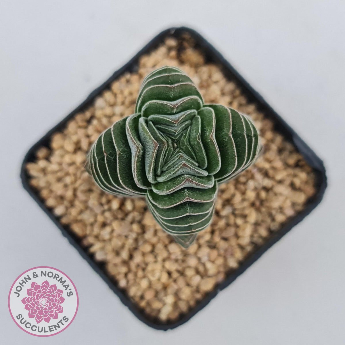 Crassula Buddha's Temple