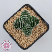 Load image into Gallery viewer, Crassula Buddha&#39;s Temple - John &amp; Norma&#39;s Succulents
