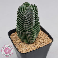 Load image into Gallery viewer, Crassula Buddha&#39;s Temple - John &amp; Norma&#39;s Succulents
