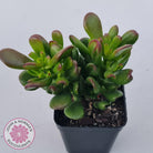 Crassula Convoluta