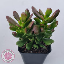 Load image into Gallery viewer, Crassula Convoluta - John &amp; Norma&#39;s Succulents Australia
