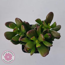 Load image into Gallery viewer, Crassula Convoluta - John &amp; Norma&#39;s Succulents Australia
