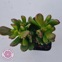 Load image into Gallery viewer, Crassula Convoluta - John &amp; Norma&#39;s Succulents Australia
