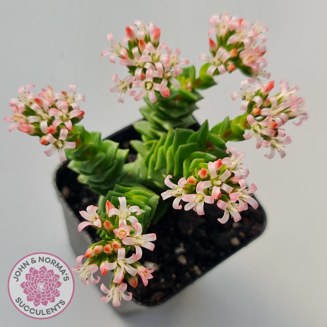 Crassula Green Pagoda