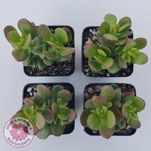 Load image into Gallery viewer, Crassula ovata &#39;Hobbit&#39; - John &amp; Norma&#39;s Succulents Australia
