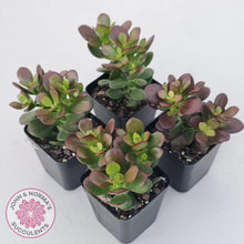 Load image into Gallery viewer, Crassula ovata &#39;Hobbit&#39; - John &amp; Norma&#39;s Succulents Australia
