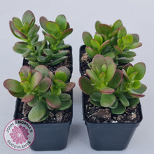 Load image into Gallery viewer, Crassula ovata &#39;Hobbit&#39; - John &amp; Norma&#39;s Succulents Australia
