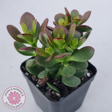 Load image into Gallery viewer, Crassula ovata &#39;Hobbit&#39; - John &amp; Norma&#39;s Succulents Australia
