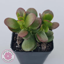 Load image into Gallery viewer, Crassula ovata &#39;Hobbit&#39; - John &amp; Norma&#39;s Succulents Australia
