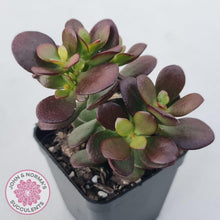 Load image into Gallery viewer, Crassula ovata &#39;Hobbit&#39; - John &amp; Norma&#39;s Succulents Australia
