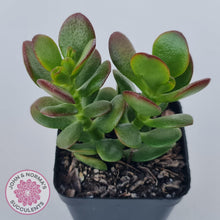 Load image into Gallery viewer, Crassula ovata &#39;Hobbit&#39; - John &amp; Norma&#39;s Succulents Australia
