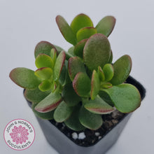 Load image into Gallery viewer, Crassula ovata &#39;Hobbit&#39; - John &amp; Norma&#39;s Succulents Australia
