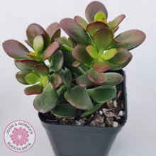 Load image into Gallery viewer, Crassula ovata &#39;Hobbit&#39; - John &amp; Norma&#39;s Succulents Australia
