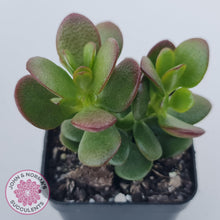 Load image into Gallery viewer, Crassula ovata &#39;Hobbit&#39; - John &amp; Norma&#39;s Succulents Australia
