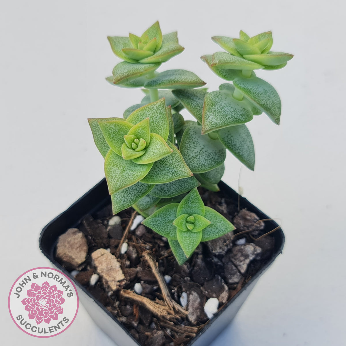 Crassula perforata 'Hoshi Otome' (Star Maiden)