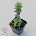 Crassula perforata 'Hoshi Otome' (Star Maiden)