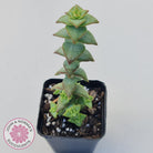 Crassula perforata 'Hoshi Otome' (Star Maiden)
