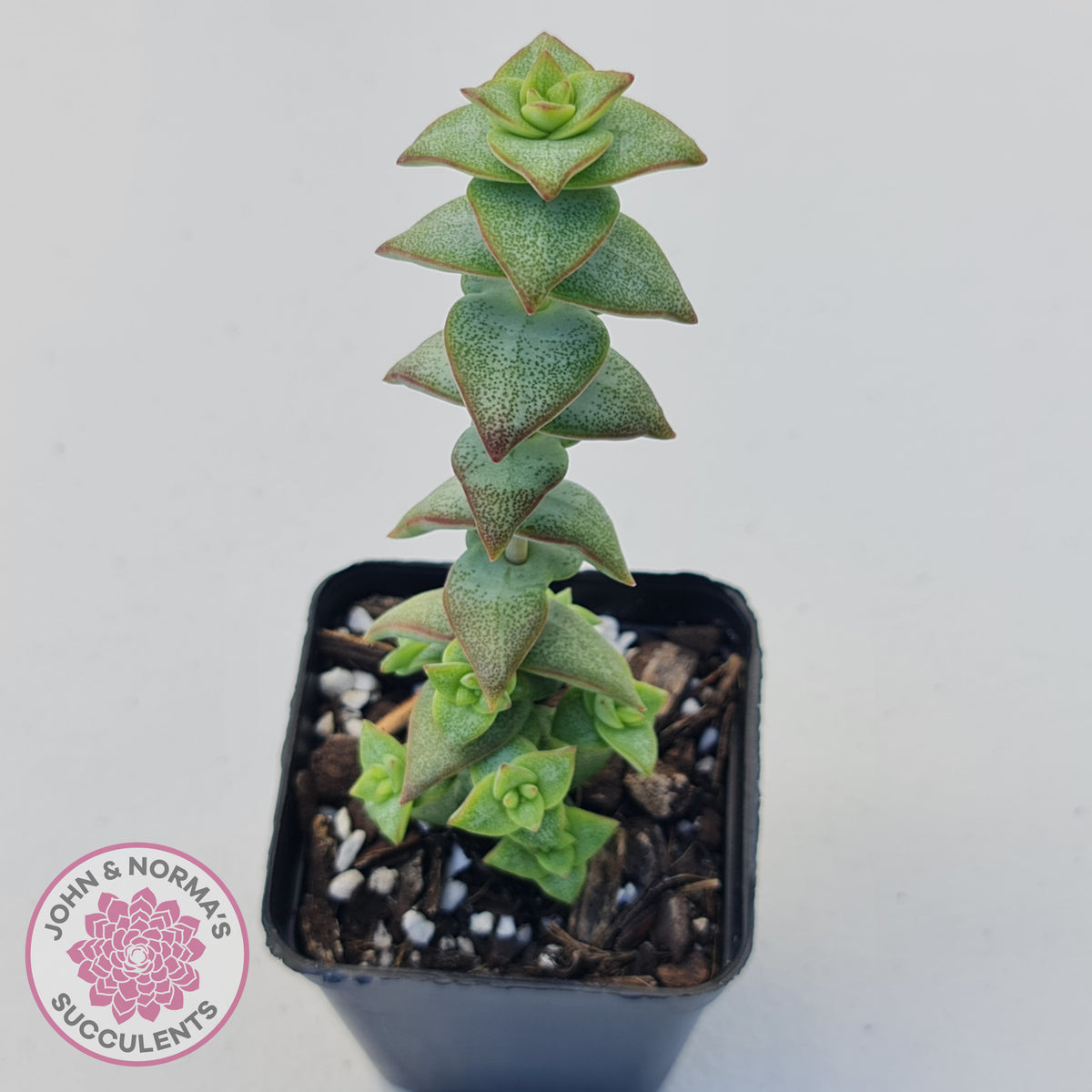 Crassula perforata 'Hoshi Otome' (Star Maiden)