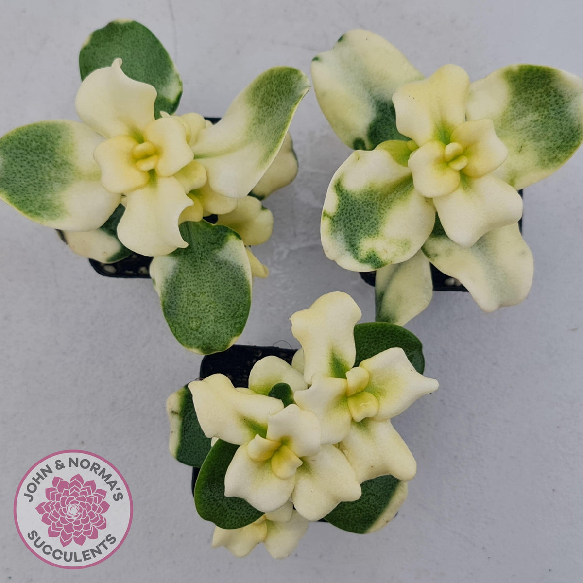 Crassula multicava Variegated