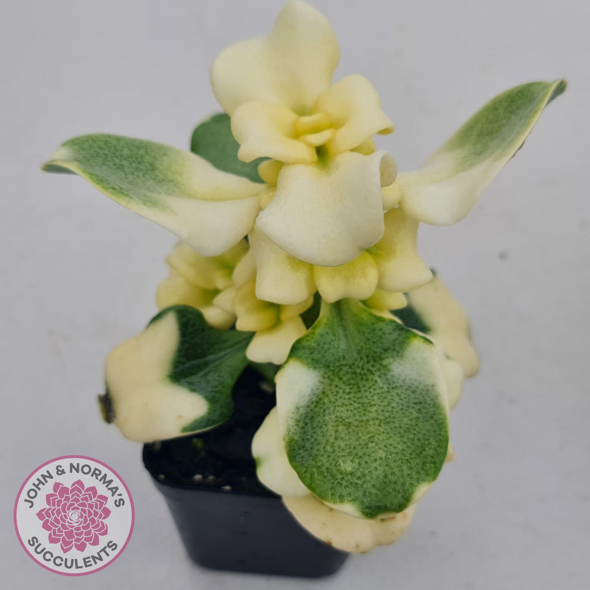 Crassula multicava Variegated