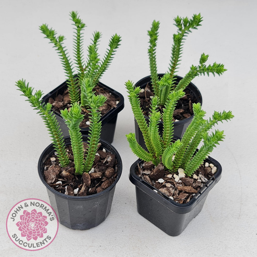 Crassula Pyramidalis - John & Norma's Succulents