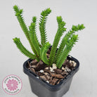 Crassula pyramidalis