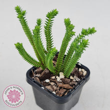 Load image into Gallery viewer, Crassula Pyramidalis - John &amp; Norma&#39;s Succulents
