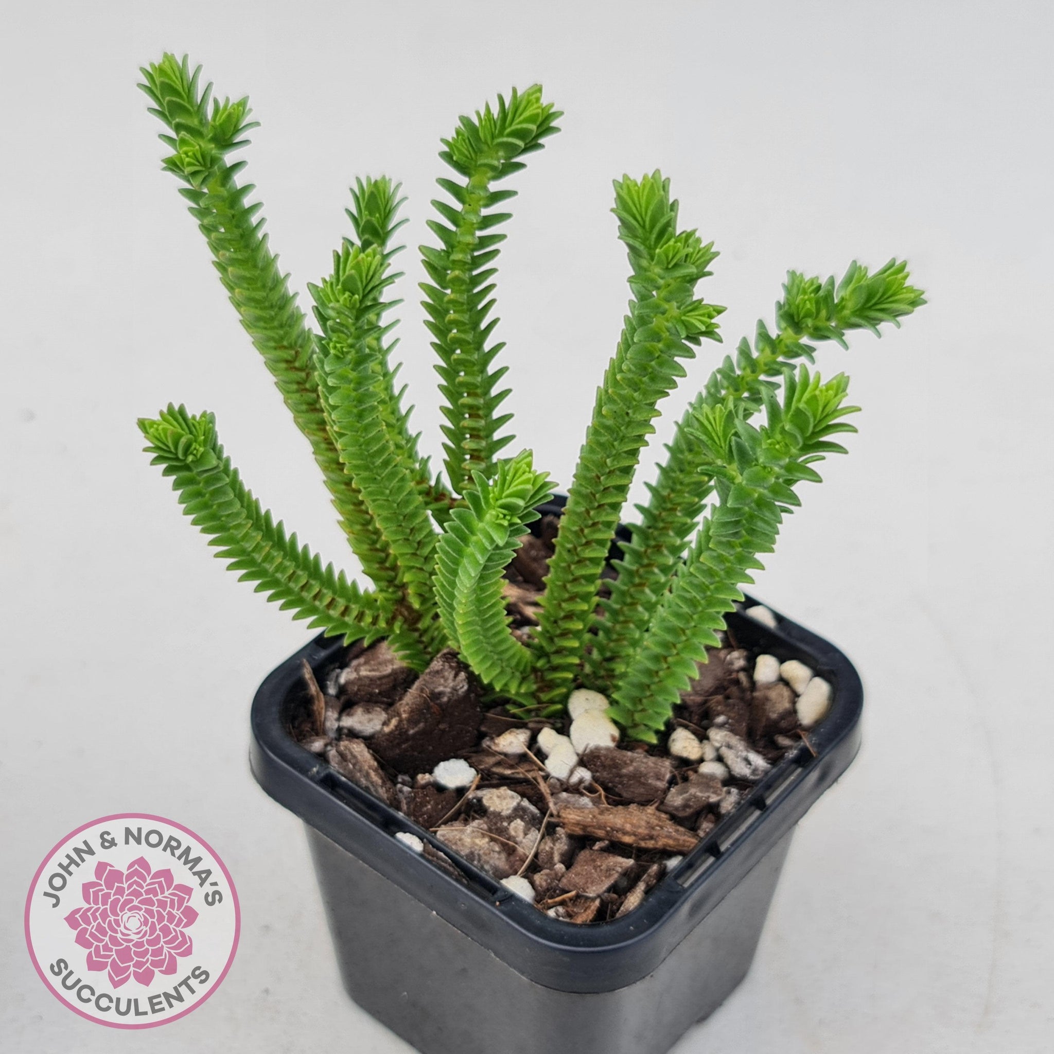 square shaped succulent Buy Crassula pyramidalis Australia