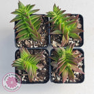 Crassula Red Pagoda Large form (burgundy)